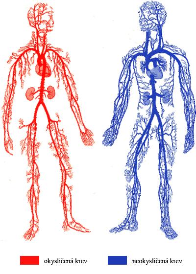 Tepny Tepny jsou cévy, které vedou krev směrem od srdce. Vnitřní povrch je vystlán jednovrstevným epitelem. Vnější vrstvu tvoří silná a pružná vazivová tkáň, která obsahuje vlákna hladké svaloviny.
