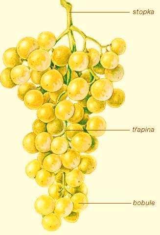 nadměrnému odparu a vniku škodlivých organismů. Její součástí jsou i třísloviny, kyseliny, barviva, cukry, minerální a aromatické látky, pektiny.