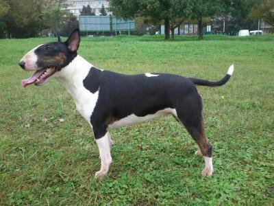 Nově udělené certifikáty zdraví AMÁLIE z Husitova kraje - 8. 8. 2016 udělen CZDR II. - maj. Zdeněk Švejda ANGEL'S RUDEBOY BY Canea Bulls x ICEBERG TWICE MINI Minies BAIRA z Husitova kraje - 8. 8. 2016 udělen CZDR II. - maj. Zdeněk Švejda Hastin's KHONG THORANEE x ICEBERG TWICE MINI Minies IAGGA Daidalos - 5.