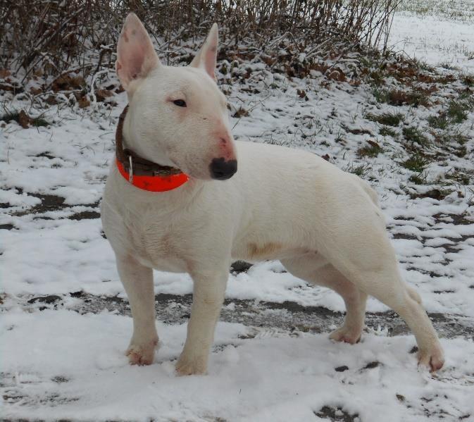 1. Miniaturní bulteriér se složenou loveckou zkouškou: ZV II.c., ZN SNOW WHITE-M Wild Fámy (* 16. 5.