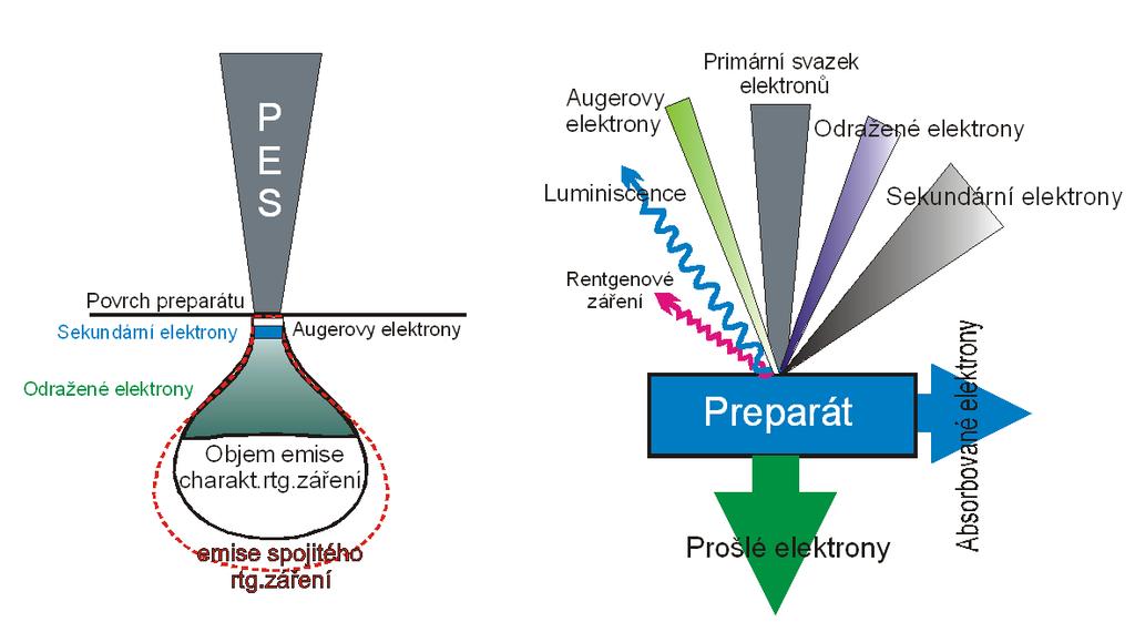 preparátu. Odražené elektrony (BSE) se podílejí na tvorbě obrazu v REM a tvoří tzv. materiálový kontrast. 2.