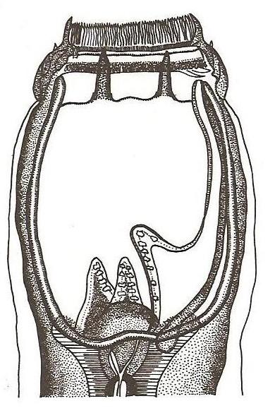 Literární přehled charakterizovány neklidem, náhlými záchvaty bolesti, častým kálením a občasným válením. (CHROUST, 1996). Strongylus equinus Tento druh je největší z velkých strongylidů.