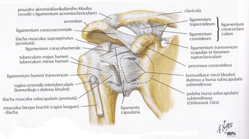 2 ČÁST OBECNÁ 2.1 Anatomie pletence ramenního 2.1.1 Kostní a vazivové komponenty glenohumerálního kloubu Kloub ramenní (articulatio humeri) je kloub kulovitý volný.