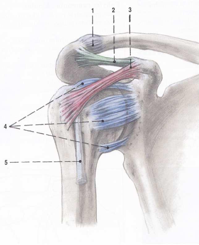 Legenda: 1. Pouzdro akromioklavikulárního kloubu 2. Lig. Coracoacromiale 3. Lig. Coracohumerale 4. Lig. glenohumerale 5. Šlacha dlouhé hlavy m. biceps brachii Obr. č.