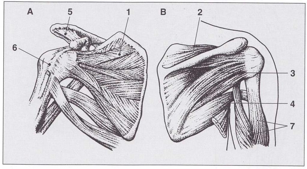 Obr. č. 3 Svaly rotátorové manžety (převzato z: Trnavský, Sedláčková et al., 2002) Legenda: A ventrální strana; B dorzální strana. 1 m. subscapularis, 2 m. supraspinatus, 3. m. infraspinatus, 4 m.