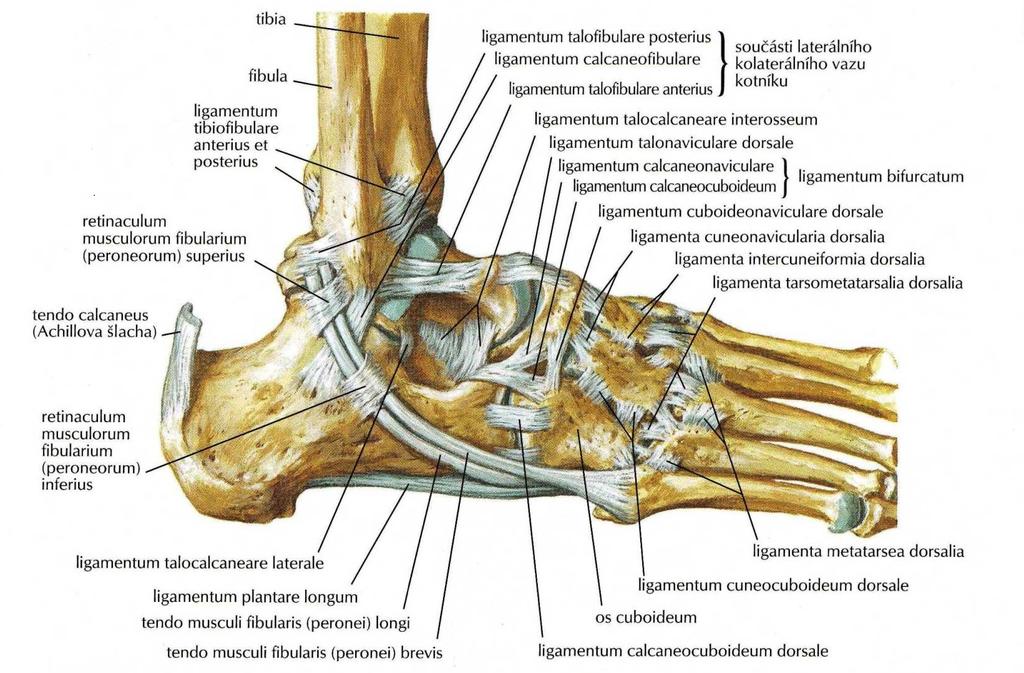 Masarykova univerzita Lékařská fakulta - PDF Stažení zdarma