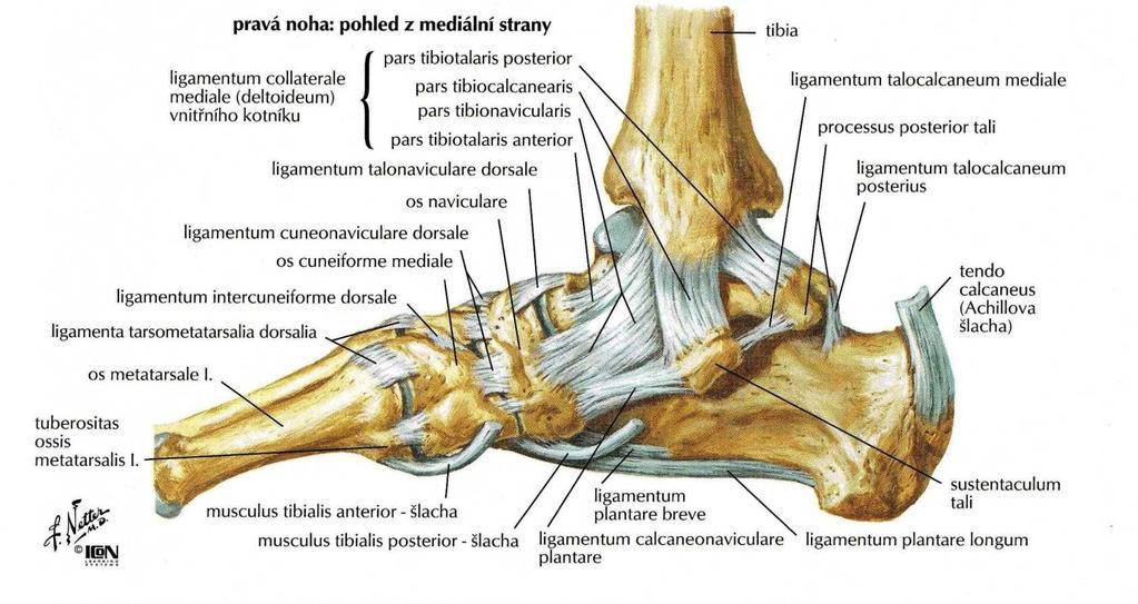 Masarykova univerzita Lékařská fakulta - PDF Stažení zdarma