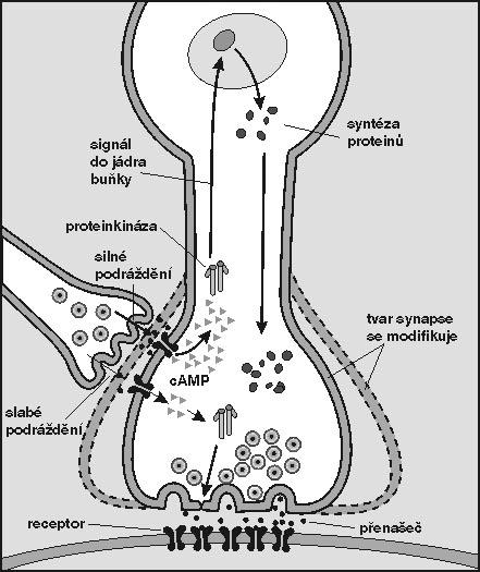 A) Krátkodobé zesílení zatahovacího reflexu (způsobené slabým podrážděním regulační synapse - vlevo), vyvolá krátkodobou fosforylaci iontových kanálů a větší výlev přenašeče.