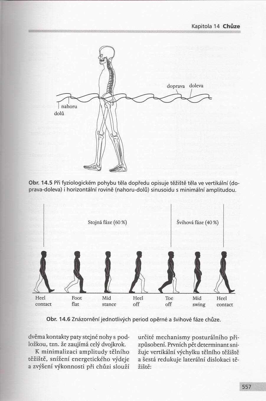 60% na zadní části nohy a 40% na přední části nohy s opěrnými body na patě a hlavičkách prvního a pátého metatarsu (Digiovanni, Greisberg, 2007, Dylevský, 2009).