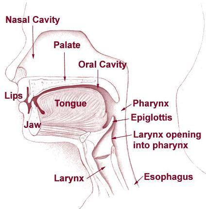 nosní dutina spojena s přínosními dutinami v okolních kostech v horní části nosní dutiny jsou řasinky podkladem jsou chrupavky, u kořene nosu kost nosní ohřívání