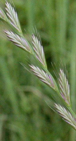 westerwoldicum