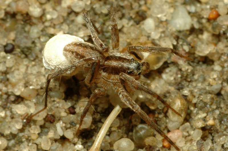 arachnologická společnost, 2015)  2 a č.