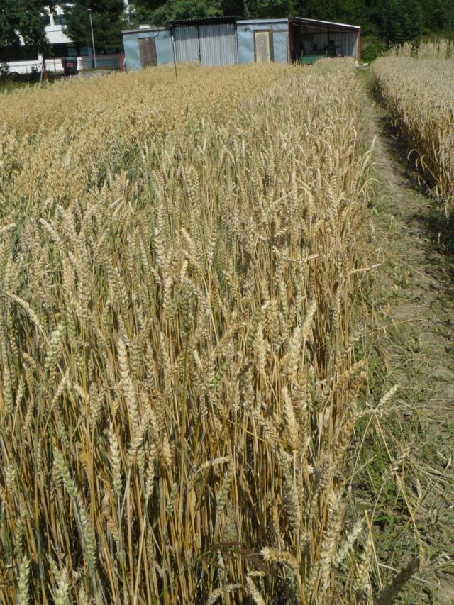 BAKALÁŘSKÁ PRÁCE. Porovnání výnosové schopnosti ozimých a jarních odrůd  pšenice - PDF Stažení zdarma
