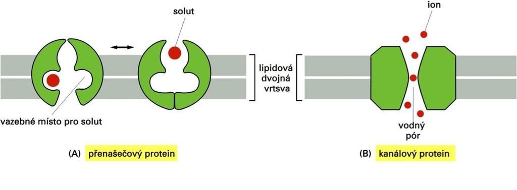 UTB ve Zlíně, Fakulta technologická 15 Dle mechanizmu řízení lze iontové kanály rozdělit do pěti základních skupin: 1.