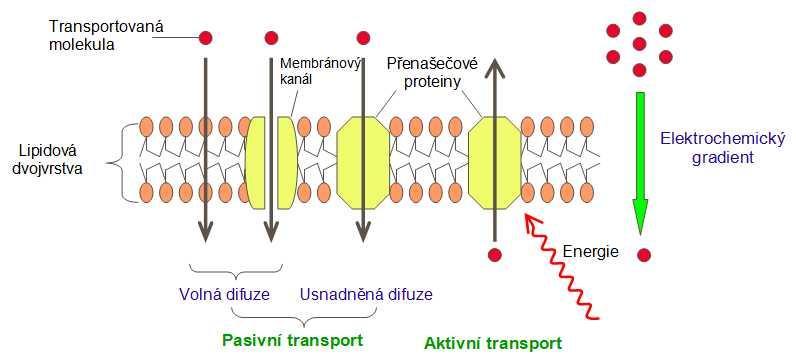 UTB ve Zlíně, Fakulta technologická 23 Obrázek 3 Rozdíl mezi aktivním a pasivním transportem [2] 2.