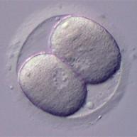 (embryoblast) - Embryonální kmenové buňky (hescs)