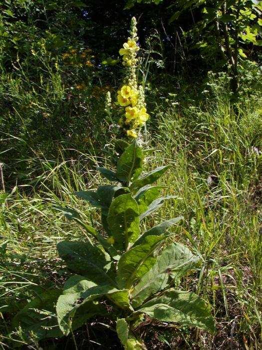 Dvouleté léčivé rostliny Divizna velkokvětá (Verbascum densiflorum)