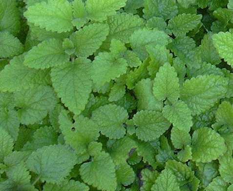 Vytrvalé léčivé rostliny Meduňka lékal kařská (Melissa officinalis) Sbíran raná část: list a nať Pěstování: