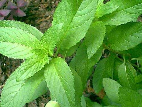 Máta peprná (Mentha piperita) Sbíran raná část: list a nať Pěstování: