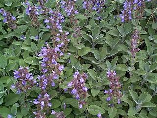 Šalvěj j lékal kařská (Salvia officinalis) Sbíran raná část: list a nať Pěstování: