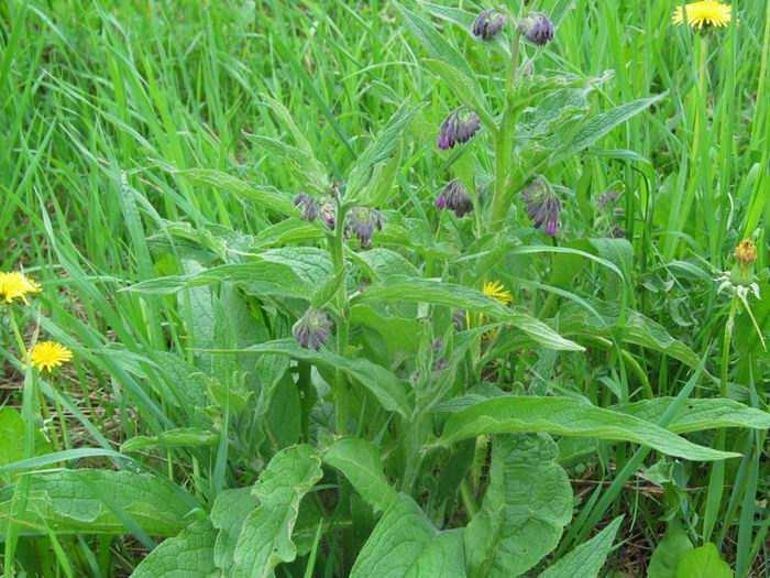 Kostival lékal kařský Sb (Symphytum officinale)