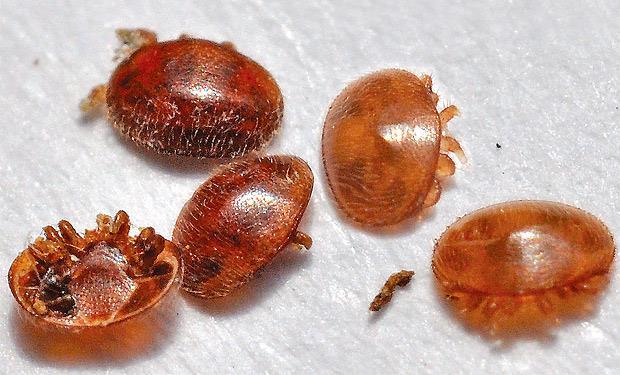 Varroa destructor Varroa destructor je nepůvodní parazit dovezený z Asie. Díky dlouhověkému soužití s roztočem jsou včely východní vůči tomuto parazitu odolnější.