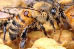 Larvy a dospělci roztoče sají hemolymfu zavíčkované larvy a kukly včely. Sání na vyvíjejících se včelích jedincích se projeví různým stupněm poškození líhnoucích se včel.