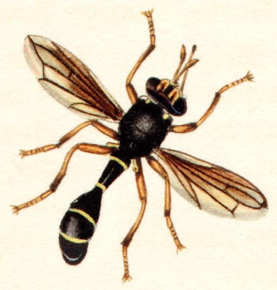 několika týdnech se z kukel ze zadečků včel vylíhly tlustohlavé mouchy. Larvy i kukly této mouchy patří do rodu Conopidae.