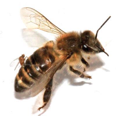 Obr. č. 22 Kladení vajíček do těla hostitele (https://en.wikipedia.org/wiki/file:female_apocephalus_borealis_ovipositing_into_the_abdomen_of_a_ worker_honey_bee.