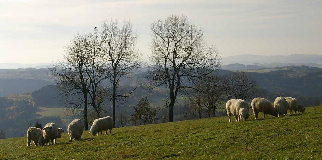 Cílem pastvy na krkonošských loukách je udržení druhově bohatých lučních porostů, nikoliv jejich přeměna v opravdové pastviny.