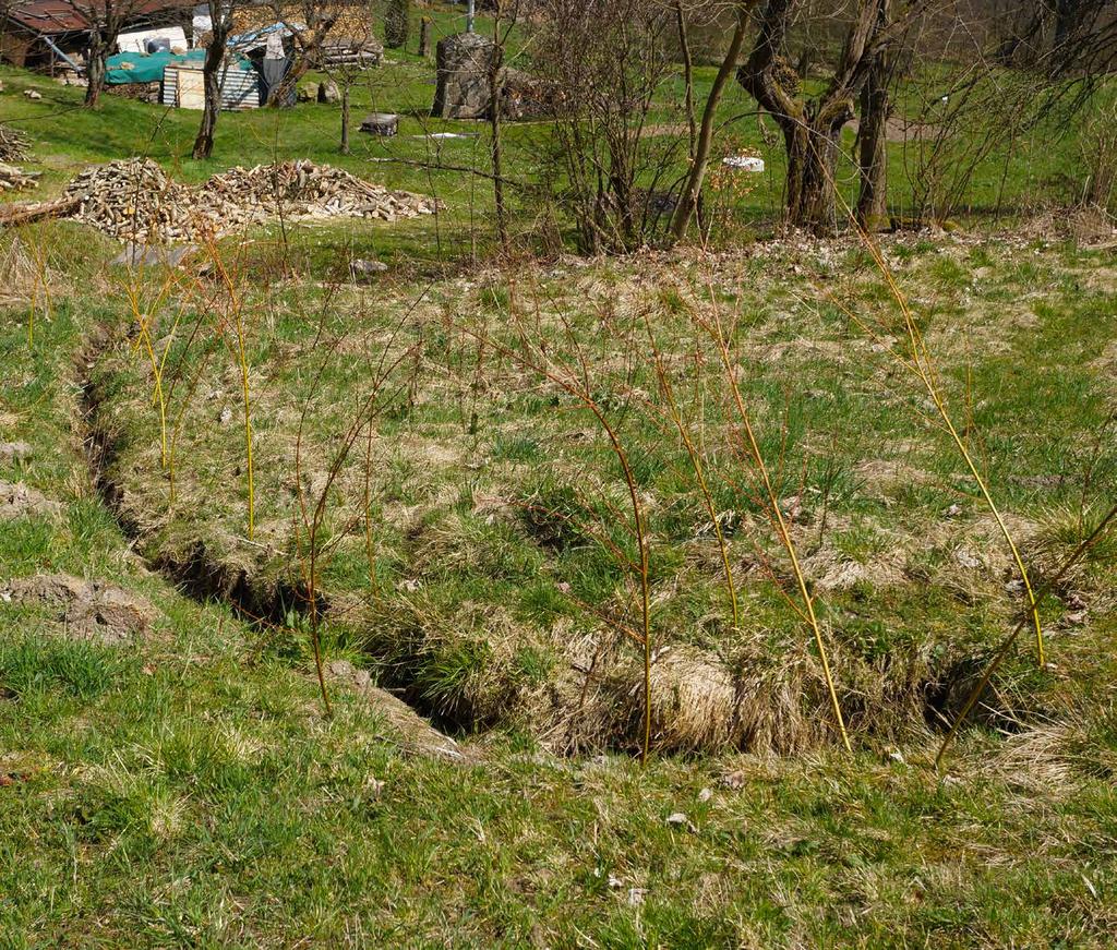 Zpevňování břehu stružky vrba košíkářská Prstnatce a suchopýry mokřad potřebují tady strouhu v žádném případě nekopeme STROUHY S vodou hospodařili již tyrolští kolonizátoři Krkonoš.