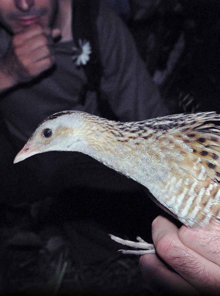 Jestliže se na krkonošské louce ozývá svým nezaměnitelným hlasem sameček chřástala polního, provedeme seč v termínu od poloviny srpna do konce září.