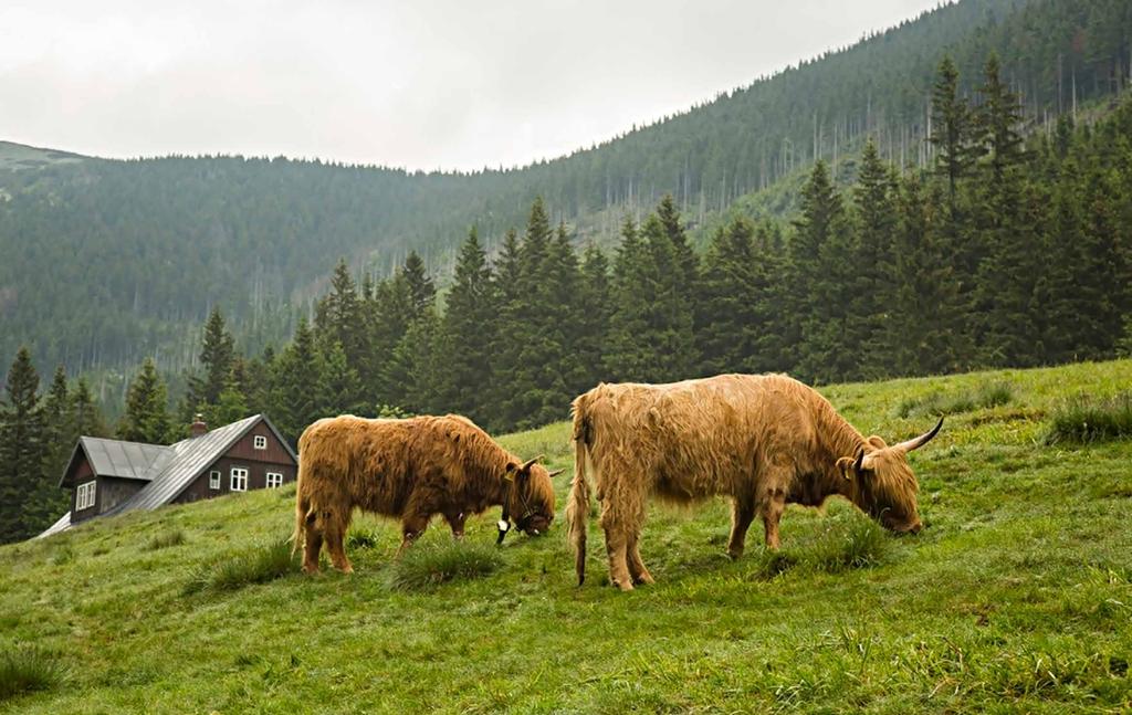 Ovce při pastvě vyhledávají vyvýšená místa a pasou hlavně obrážející trávy a mladé byliny Skotský náhorní skot je ceněn pro svou nevybíravost při pastvě.