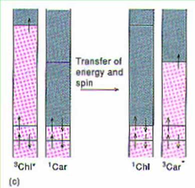 b) This change can have lethal consequences for the cell because singlet O 2 is extremely toxic. It reacts irreversibly with a variety of groups in proteins, nucleic acids and lipids.