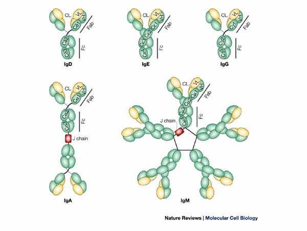 Obr. 6: Struktury jednotlivých tříd imunoglobulinů [47].