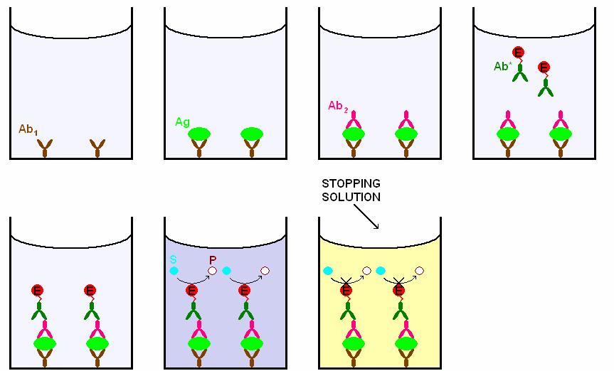 v bivalentní molekulu bez Fc fragmentu a detekční protilátky by mohly být neupravované.