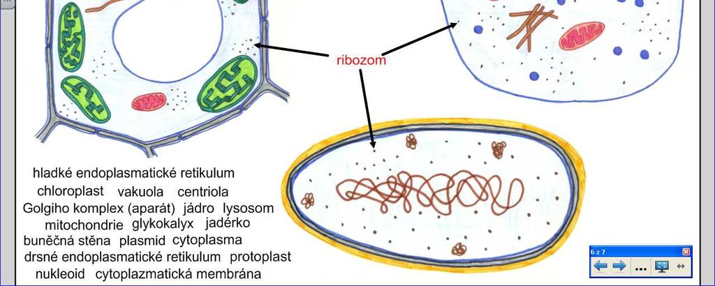 pracuje s pojmy charakteristickými pro jednotlivé typy buněk. Společné opakování Žáci společně diskutují a rozhodují o každém pojmu zvlášť a umísťují je do obrázku.