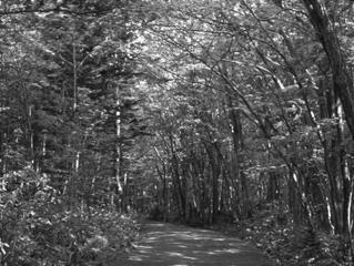 Specifické motivové programy Statické snímky Filmy OFotografování stromů a listí (Listí) Fotografování stromů a listí jako je mlází, podzimní listy nebo květy v živých