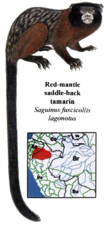 Obr. 3 Saguinus midas (Bairrão, 2010) Rozmnožování: Březost trvá 140-168 dnů (Kořínek, 2000). Estrický cyklus trvá 23 dní. Samice rodí většinou 2 mláďata.
