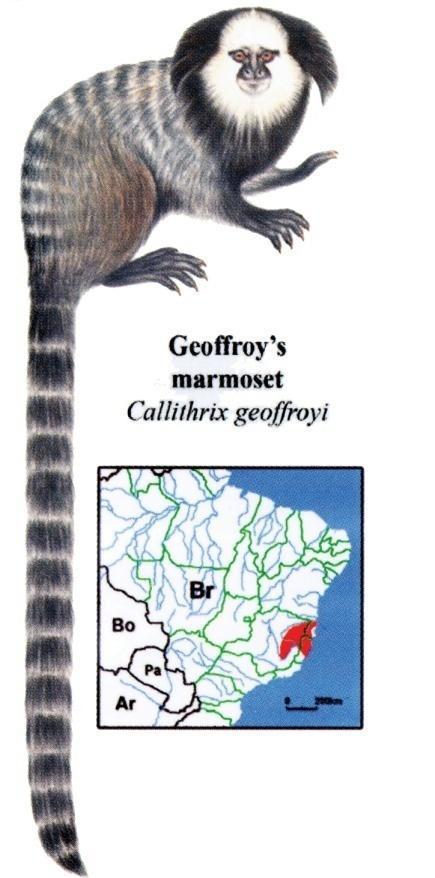 věnují přijímání potravy, olizují kosmani bělovousí vytékající mízu. Mízu získávají okusováním kůry stromů (Hagen, 2001). 2.2.5. Kosman běločelý (Callithrix geoffroyi) CITES II Obr.