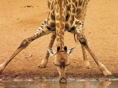 Žirafa sestavila Marie Psutková Žirafa je nejvyšší zvíře na zeměkouli. Je to celkem zvláštní zvíře. Má dlouhý krk, který má ale 7 obratlů stejně jako náš.