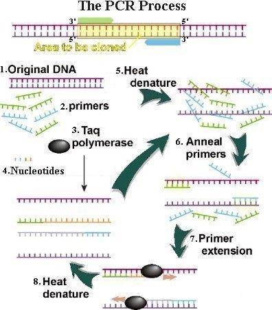 Obr. 20 Schéma průběhu PCR Zdroj: http://universe-review.ca/i11-50-pcr.jpg Druhy PCR Dle publikace o molekulární biologii (Mazura et al., 2001) a několika internetových zdrojů (www.slideshare.