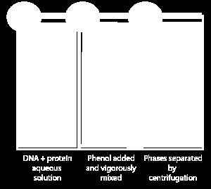Směs je rozdělena na vodnou a chloroformovou fázi (Obr. 22). Obr. 22 Fenol chloroformová extrakce DNA Zdroj: http://bitesizebio.s3.amazonaws.com/content/uploads/2008/02/phenol-ext1.gif 8.4.