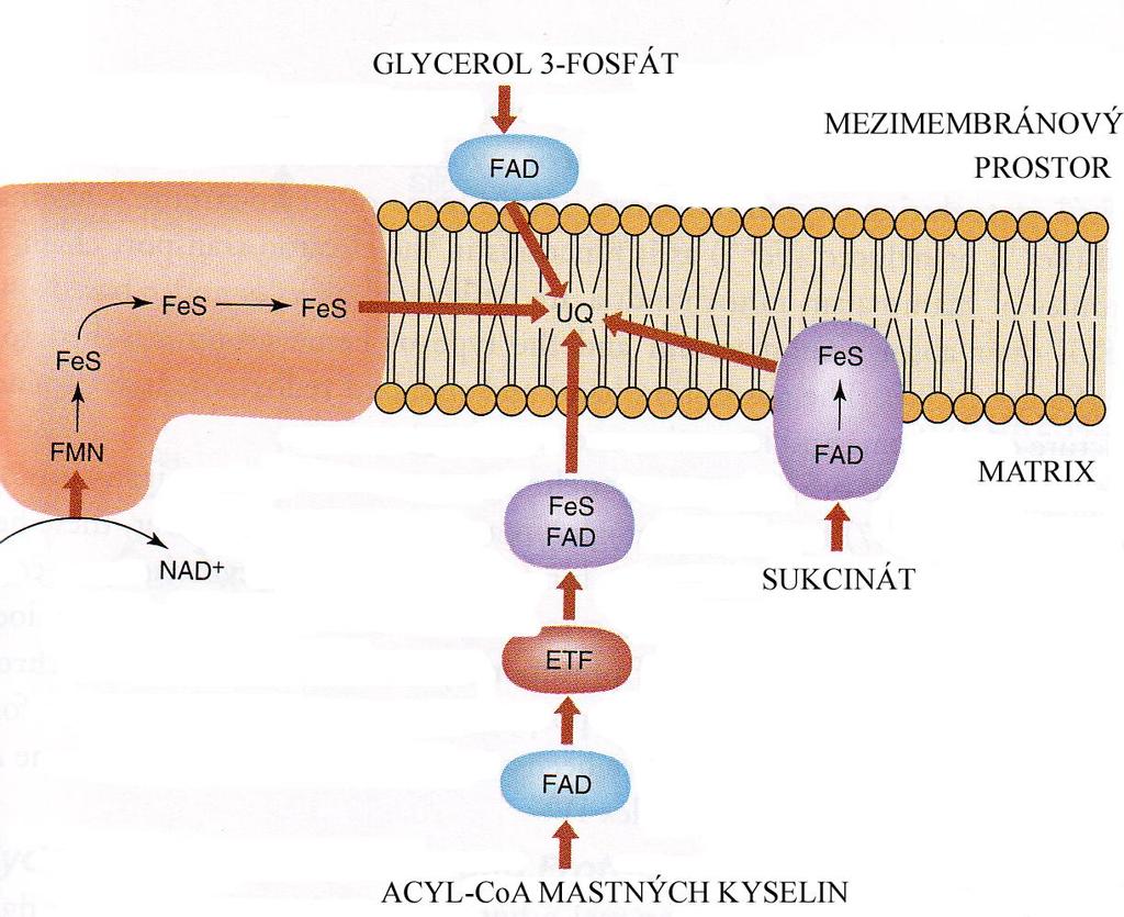 Oxidace FADH 2 v dýchacím řetězci GLYCEROL 3-FOSFÁTDEHYDROGENÁZA