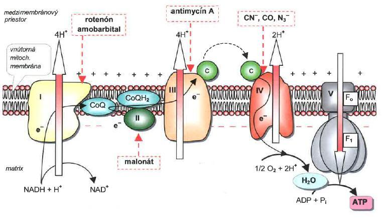 Inhibitory dýchacího řetězce