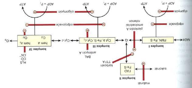 Inhibitory oxidativní fosforylace inhibitory cizorodé látky, v případě blokace procesů spojených s tvorbou E jsou toxické inhibiční zásah je specifický pro určité místo