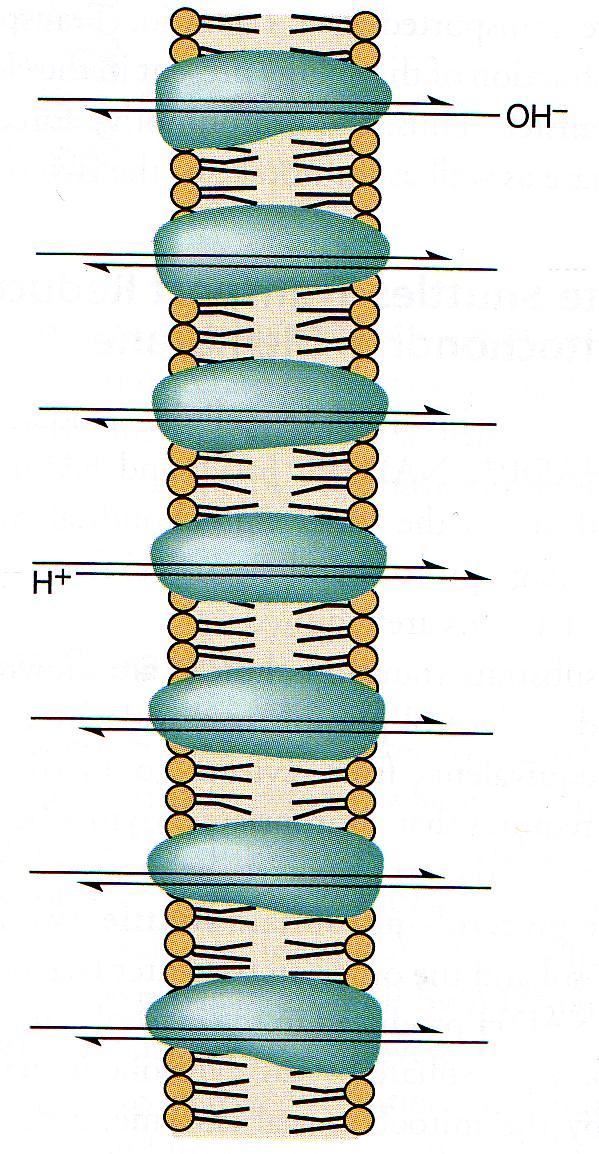 Mitochondriální transportéry vnitřní mitochondriální Vnitřní membrána je volně prostupná pouze pro: a) malé nenabité molekuly: H 2 O, CO 2, NH 3 b) monokarboxylové kyseliny (3-hydroxymáselná,