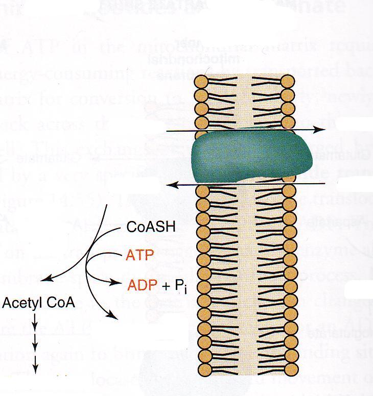 Export citrátu Cytosol vnitřní mitochondriální membrána Mitochondrie Malát Malát Citrát Citrát