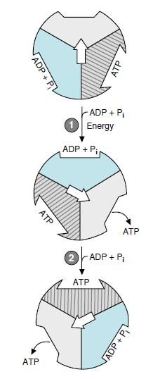 Syntéza ATP probíhá změnou konformace -podjednotek ATPsyntházy.