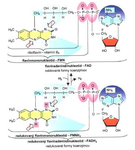 Flavinové